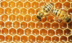 Geometri harikası: Arılar bakın neden altıgen petek yapıyor