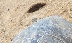 Nesli tehlikedeki yeşil deniz kaplumbağası ölüsü kıyıya vurdu