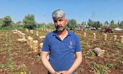 Türkiye’nin en erkenci patatesinde hasat başladı
