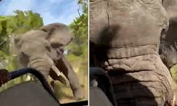 5 tonluk fil safari aracına saldırdı: 1 ölü