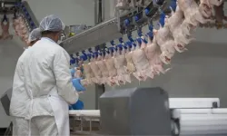 Fiyatları düşürmek için tavuk ihracatı yasaklanıyor
