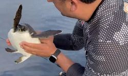 Çuvala takılan yavru deniz kaplumbağasını balıkçılar kurtardı