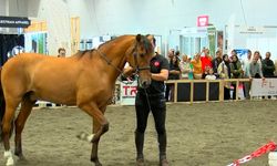 Güzellik yarışmasında kalp krizi geçiren at öldü