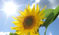 Ayçiçekleri neden güneşe bakar? Günebakan'ın hikayesi