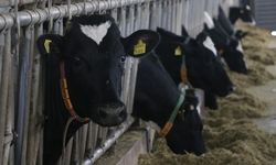 Toplanan inek sütü miktarı martta yıllık bazda yüzde 7,7 arttı