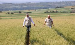 Edirne’de buğday ekili tarlalarda hastalık ve zararlıya rastlanmadı