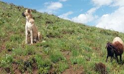 Kayıp sandıkları çoban köpekleri Kral'ı, yaylada doğum yapan koyunun yanında buldular