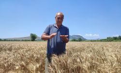 Kozan'da buğday hasadı başladı
