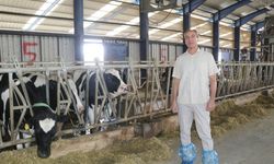 Müzikle ineklerde süt verimini artırma projesi