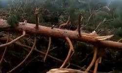 Sivas’ta, ormanda ağaçların devrildiği hortum kamerada