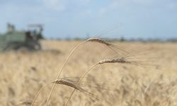 Tayakısı: Buğday taban fiyatı en az 15 lira olmalı