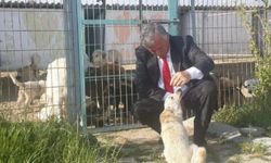 İpsala Sokak köpeklerine sahip çıkacak