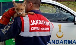 Jandarma, ailesinden ayrı yavru tilkiyi doğaya kavuşturdu