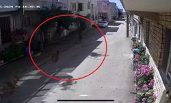 Sokak köpeklerinin saldırdığı çocuklar yaralandı