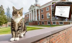 Maskot kediye ünlü üniversiteden diploma!