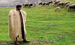 Hayvancılık Bitme Noktasında! 100 bin lira maaşla çalışacak çoban yok