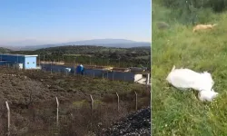 Büyükşehir'den: Keçilerin ölüm nedeni zehirlenme değil