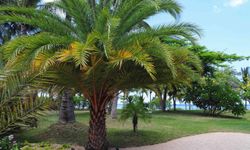 Keşan'da Sahil Düzenlemesi: 6 Palmiye Ağacı Yeni Yuvalarına Kavuştu!