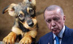 Sokak köpekleri uyutulacak mı? İşte TBMM'ye sunulan taslak metin