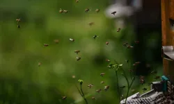 Bal arıları tehlike altında!
