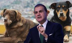 AK Parti'den sokak köpeği kanun teklifi açıklaması