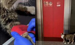 CHP'li kedi taburcu oldu yuvasına döndü!