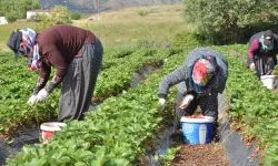 Hobisiydi… Ekti, Biçti, Zengin Oldu! Bu Hasatla Paraya Para Demiyor