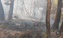 Buldan'da korkutan orman yangını!