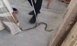 İşyerine 1.5 metrelik yılan girdi