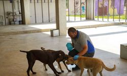 İzmir'de 6 ayda 500 köpek sahiplendirildi