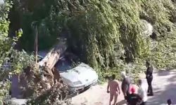Kuvvetli rüzgar ağacı devirdi, dört araç hasar gördü