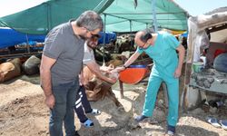 İzmir'de 416 'kurbanzede' hastanelere akın etti