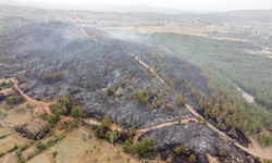 Milas'taki orman yangını söndürüldü