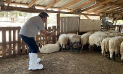 İzmir Büyükşehir Belediyesi Kaçeli koyununu kurtarmak için harekete geçiyor