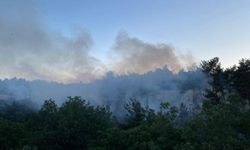 Sakarya'da orman yangını