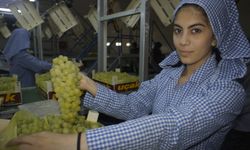 Superior Seedless çeşidi sofralık üzümün ihracat yolculuğu 11 Temmuz’da başladı