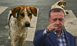 AKP'den Sokak Hayvanları Düzenlemesi: Belediyeler Ötanazi Uygulayabilecek