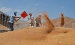 Muş'ta bahar yağmurları buğday rekoltesini artırdı