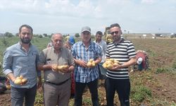 Sandıklı’da patates hasadına başlandı