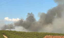 Uşak'taki orman yangınına müdahale ediliyor