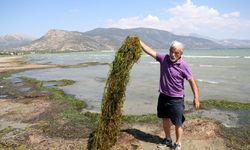 'Algler, Eğirdir Gölü'nü battaniye gibi kapladı'