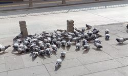 Amasya’da göreve giden polis, güvercinleri besledi