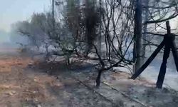 Anız yangını, zeytin ve narenciye ağaçlarına zarar verdi