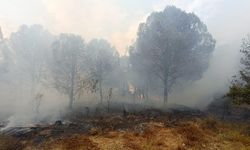 Çanakkale’deki orman yangını, kontrol altına alındı