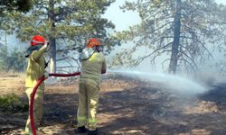 Edirne'de Orman Yangını, Ekipler Müdahale Ediyor