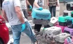 İstanbul - Şişli'de 85 kediyi alıkoyan kadına 613 bin lira para cezası