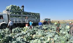 Niğde’de turfanda lahana hasadı başladı