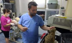 Şarköy'de yaralı bulunan yaban tavşanı tedaviye alındı