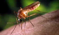 Sivrisinekler Neden Var? Yok etsek olmaz mı?