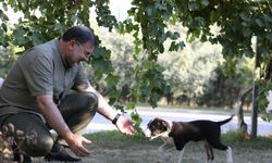 AK Parti İzmir İl Başkanı Bilal Saygılı, iki sokak köpeğini sahiplendi